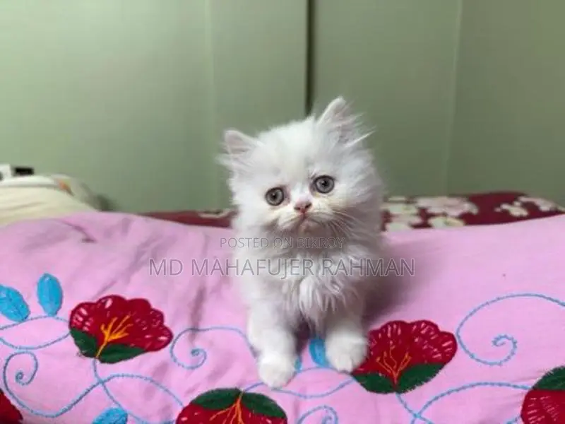 Punch Face Triple Coat Female Persian Kitten