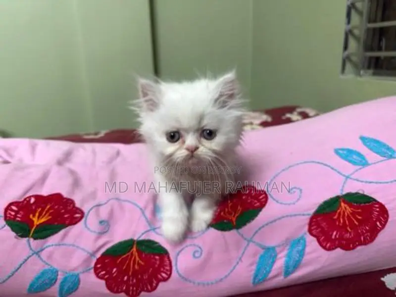 Punch Face Triple Coat Female Persian Kitten