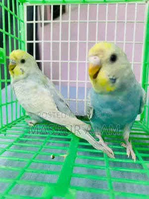 Budgerigar Birds