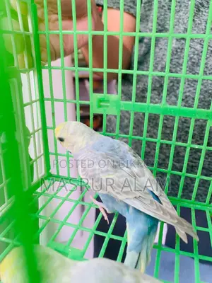 Budgerigar Birds
