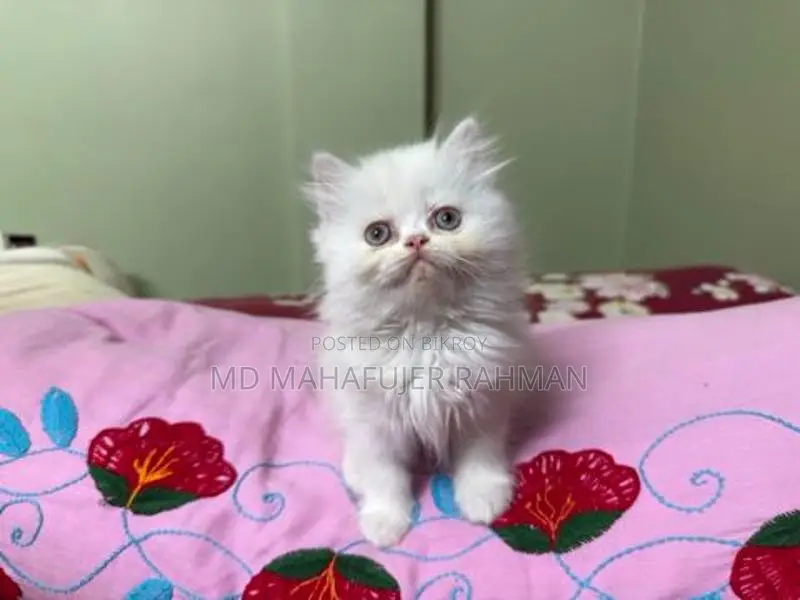 Punch Face Triple Coat Female Persian Kitten
