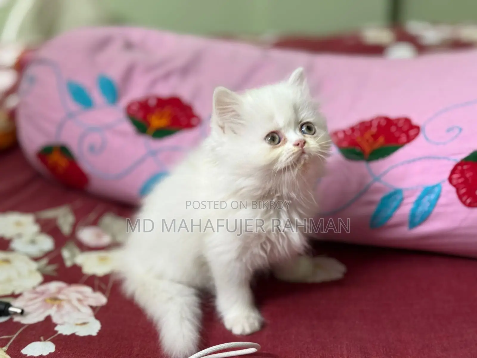 Punch Face Triple Coat Female Persian Kitten