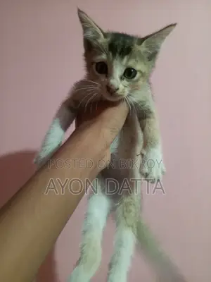 Cute Pet Cat for Sale