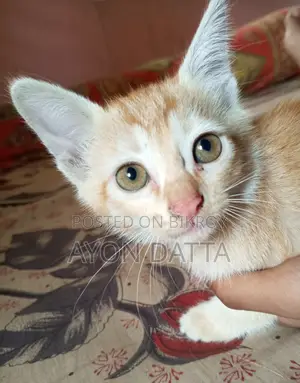 Cute Pet Cat for Sale