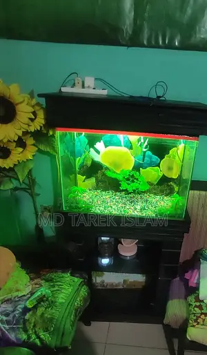 একুরিয়াম টা বিক্রি করা হবে বেশিদিন ইউজ হয় নাই