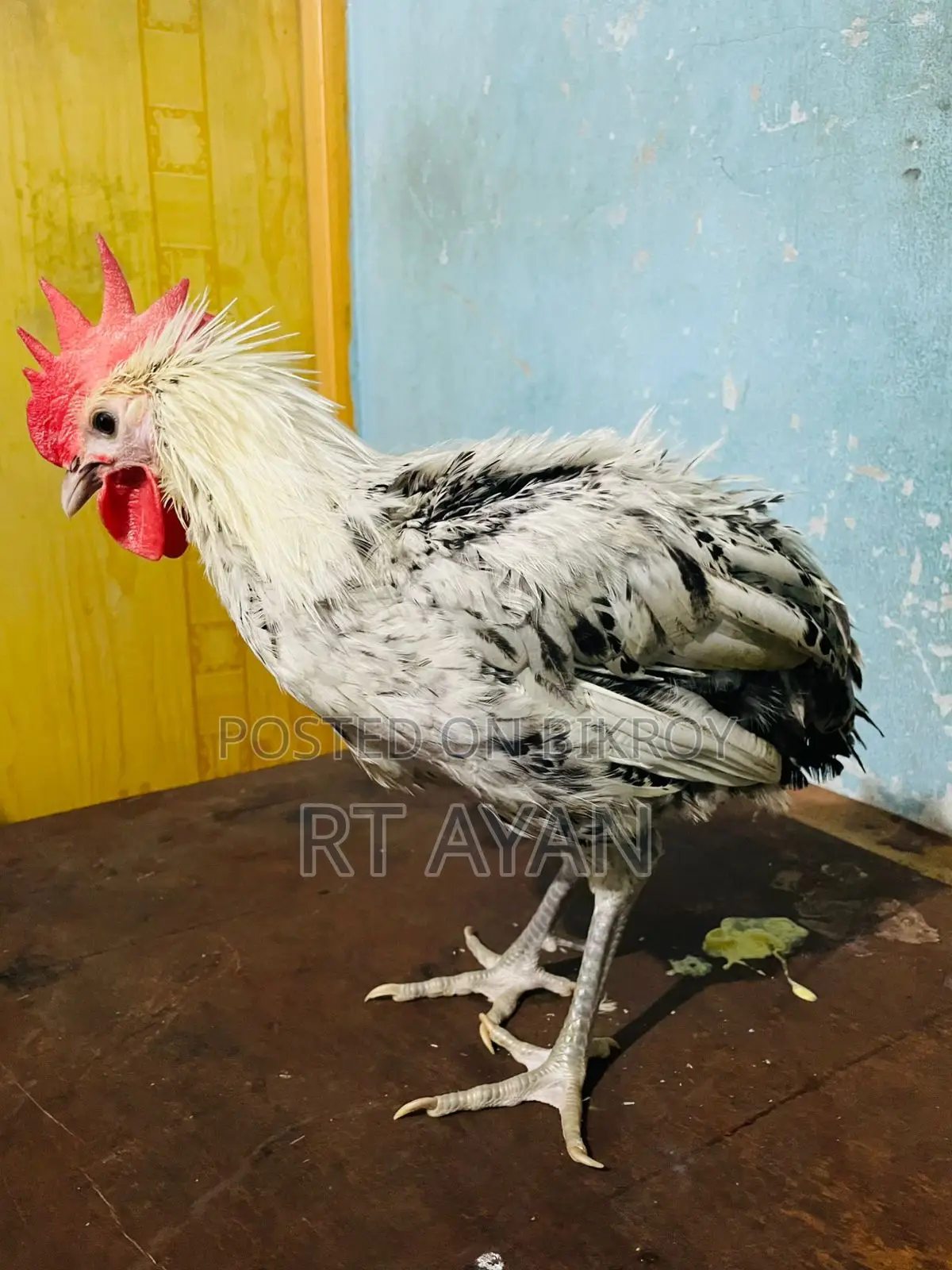 দেশি মোরগ
