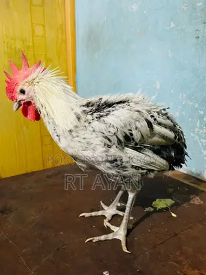 দেশি মোরগ