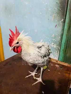দেশি মোরগ