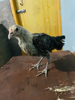 দেশি মোরগ