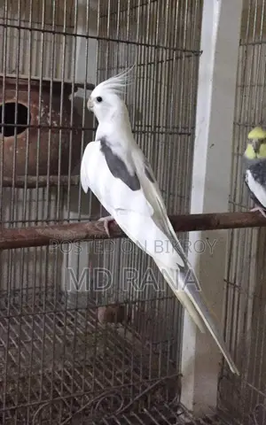 Cockatiel bird