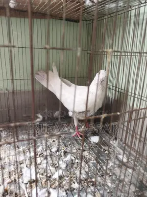 White Pigeon (Female)