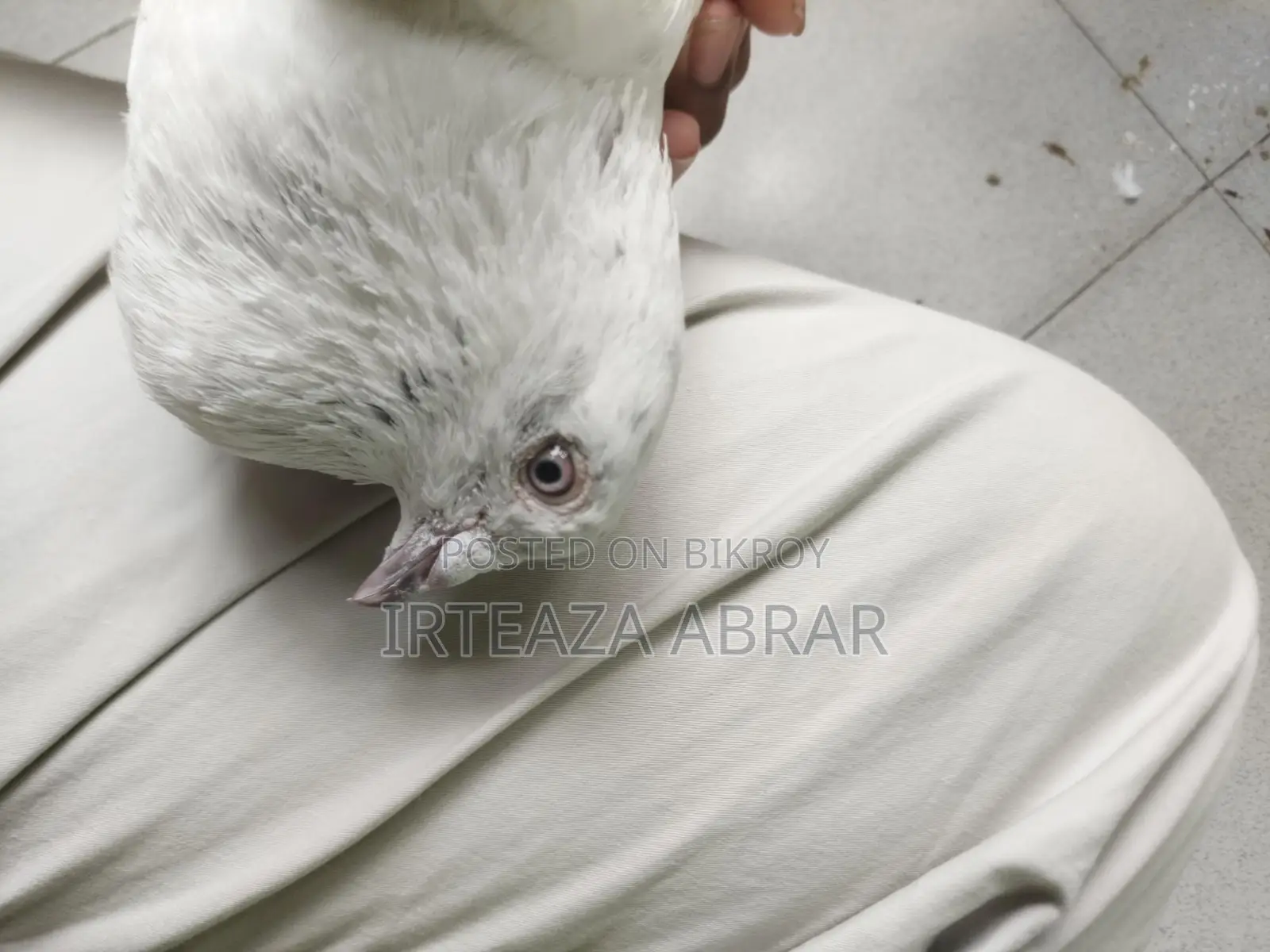 White Pigeon (Female)
