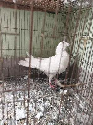 White Pigeon (Female)