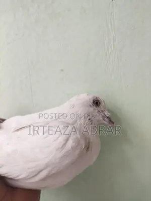 White Pigeon (Female)