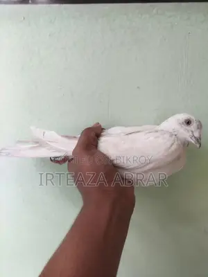 White Pigeon (Female)