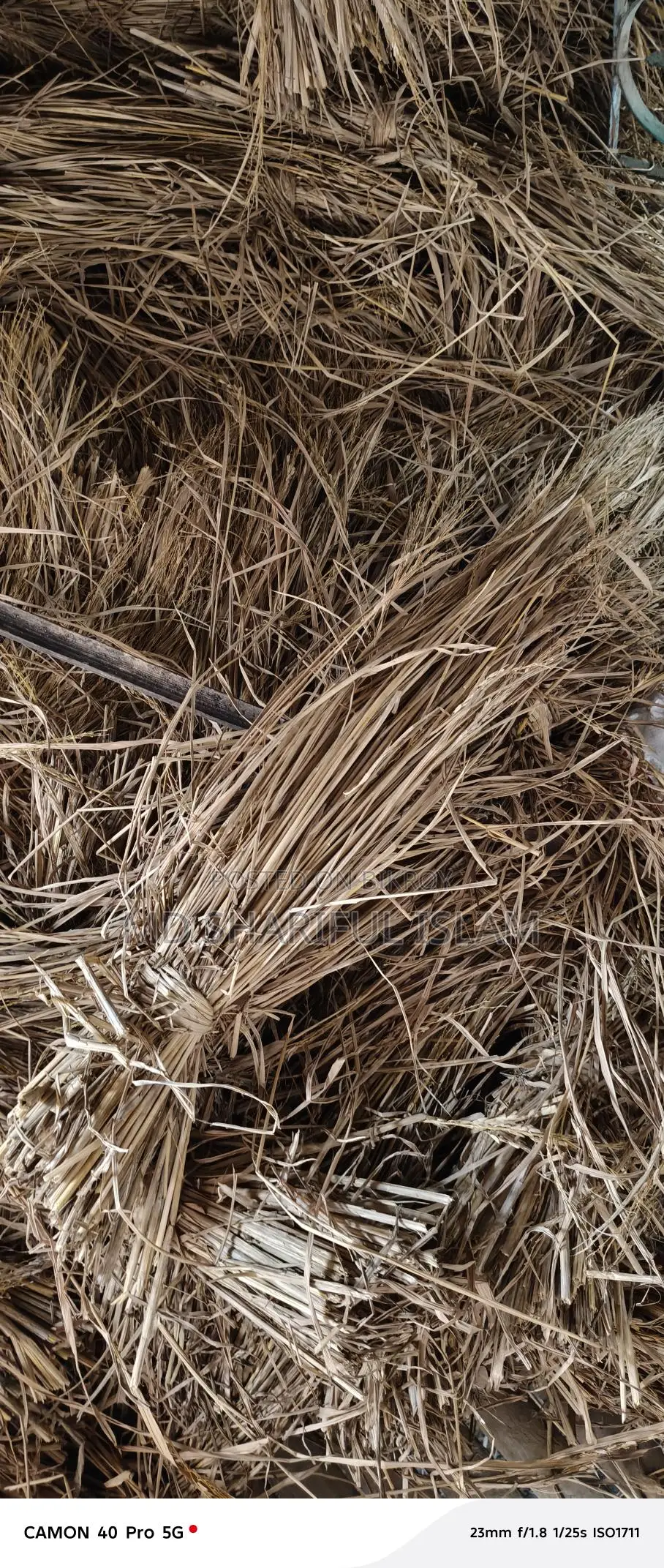 Paddy Straw or Bichali