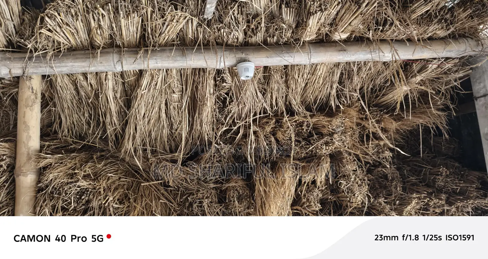 Paddy Straw or Bichali