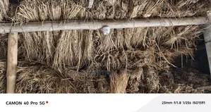 Paddy Straw or Bichali