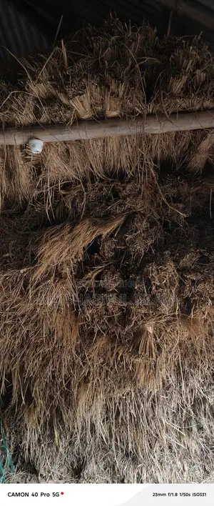 Paddy Straw or Bichali