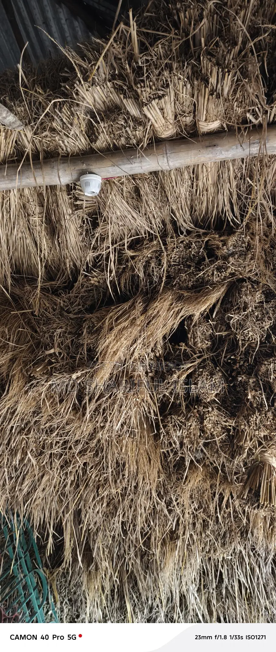 Paddy Straw or Bichali