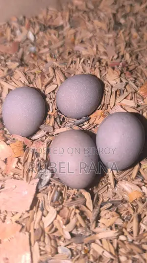 King Quail Hatching Eggs