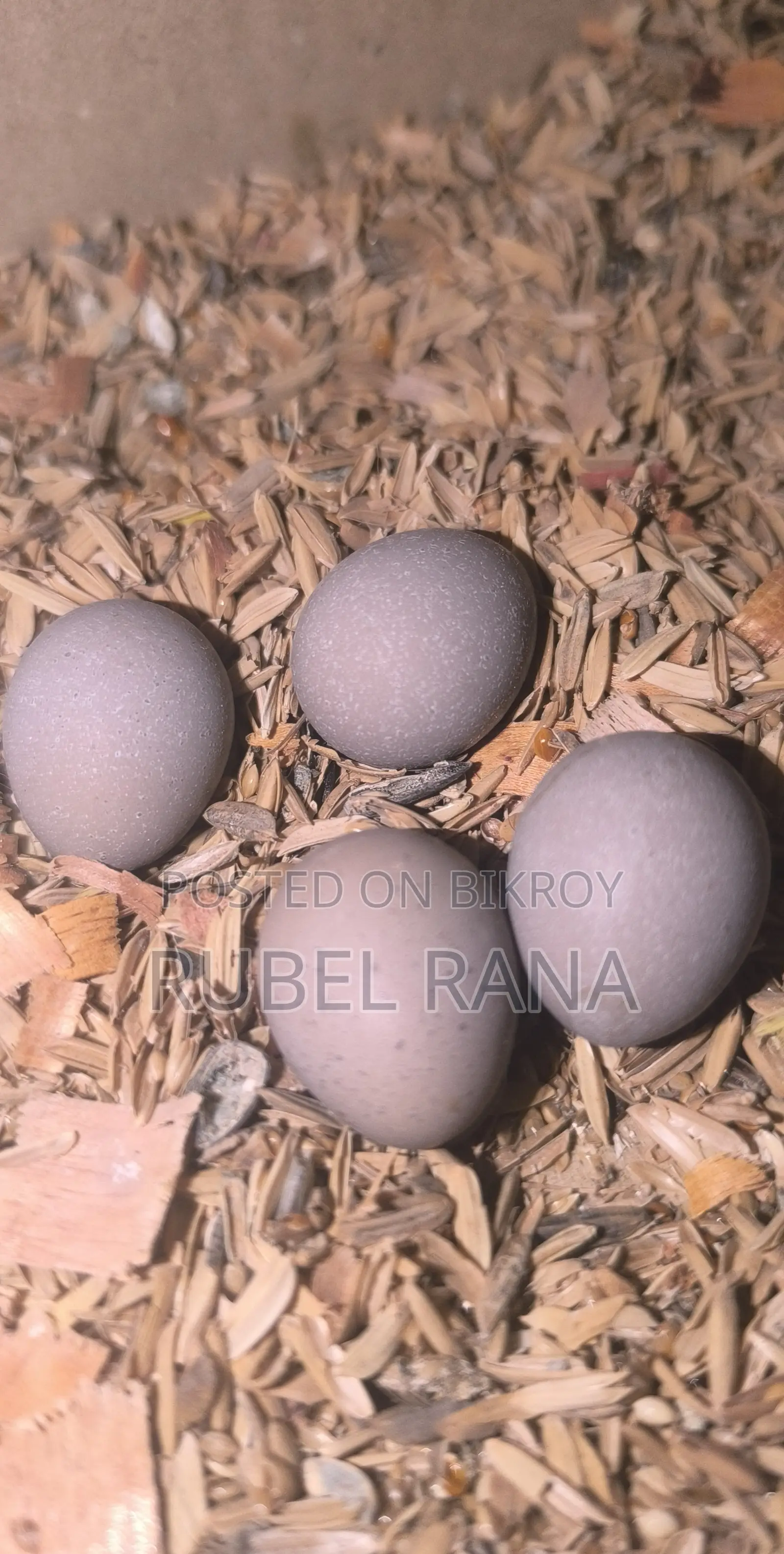 King Quail Hatching Eggs