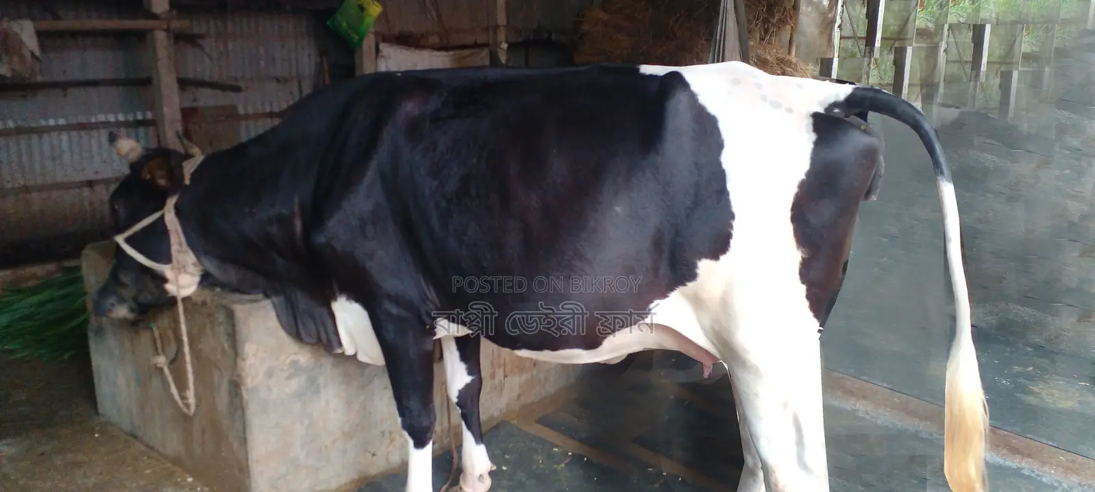 Buy High-Quality Cow #1062.
