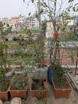 ফুলও ফলদ গাছে সাজানো সম্পূর্ণ "রেডি ছাদবাগান" বিক্রি হবে।