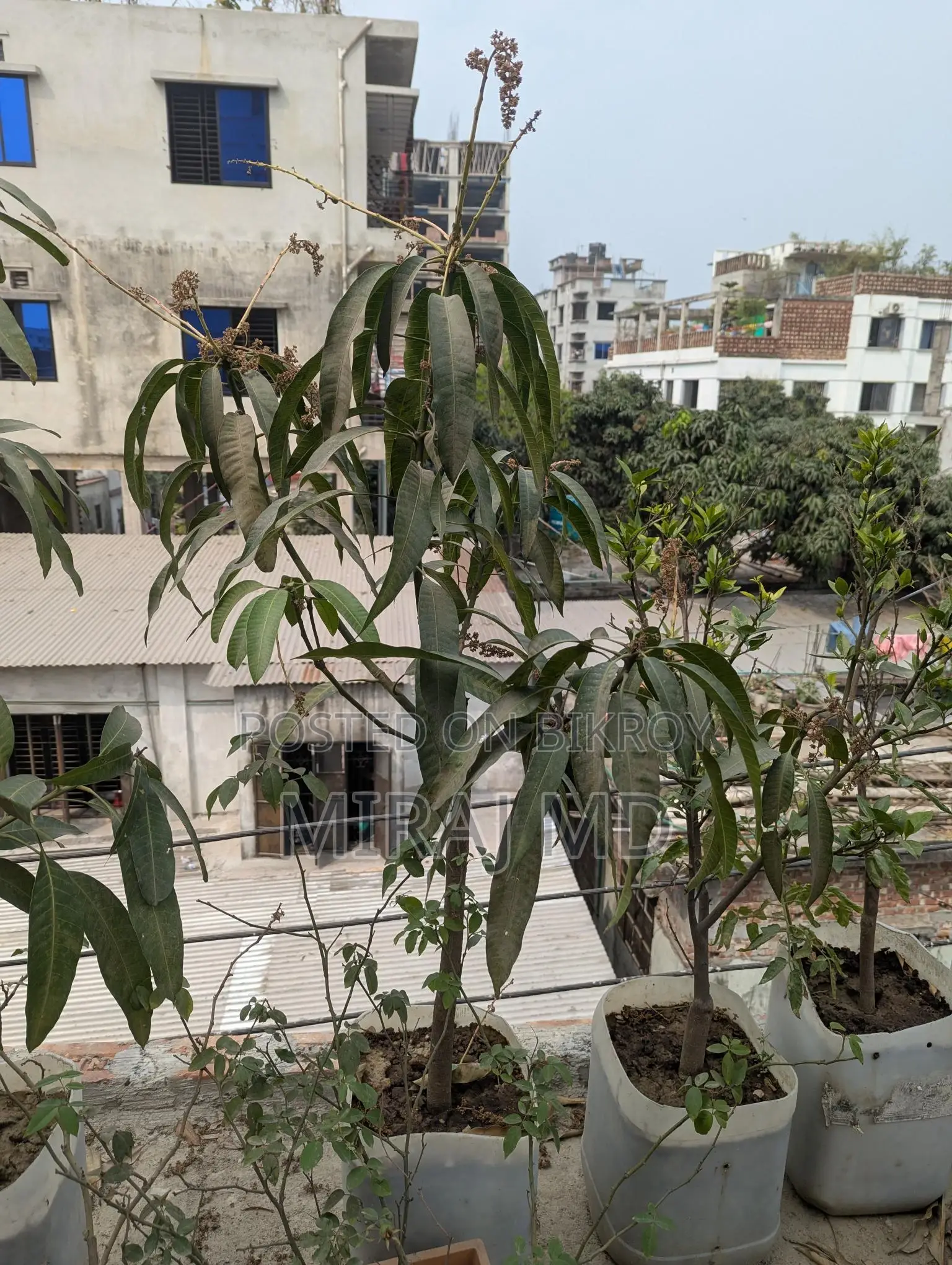 Complete "Ready-to-Use Rooftop Garden" filled with flowering and fruit-bearing trees for sale.