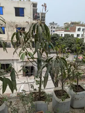 Complete "Ready-to-Use Rooftop Garden" filled with flowering and fruit-bearing trees for sale.