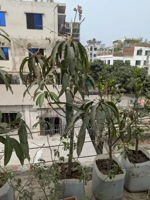 Complete "Ready-to-Use Rooftop Garden" filled with flowering and fruit-bearing trees for sale.