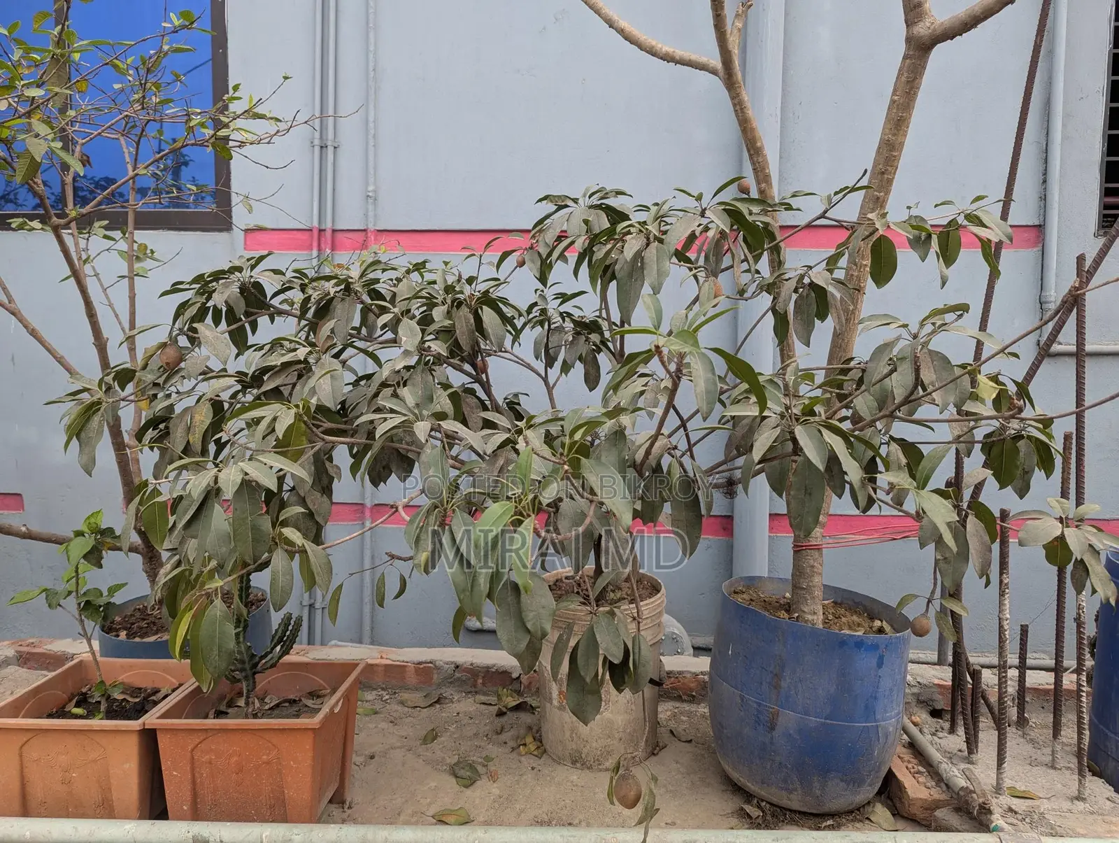 Complete "Ready-to-Use Rooftop Garden" filled with flowering and fruit-bearing trees for sale.