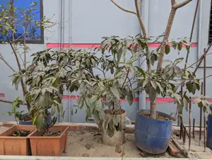 Complete "Ready-to-Use Rooftop Garden" filled with flowering and fruit-bearing trees for sale.