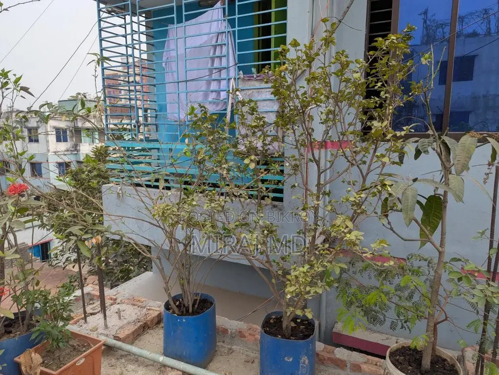 Complete "Ready-to-Use Rooftop Garden" filled with flowering and fruit-bearing trees for sale.