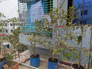 Complete "Ready-to-Use Rooftop Garden" filled with flowering and fruit-bearing trees for sale.