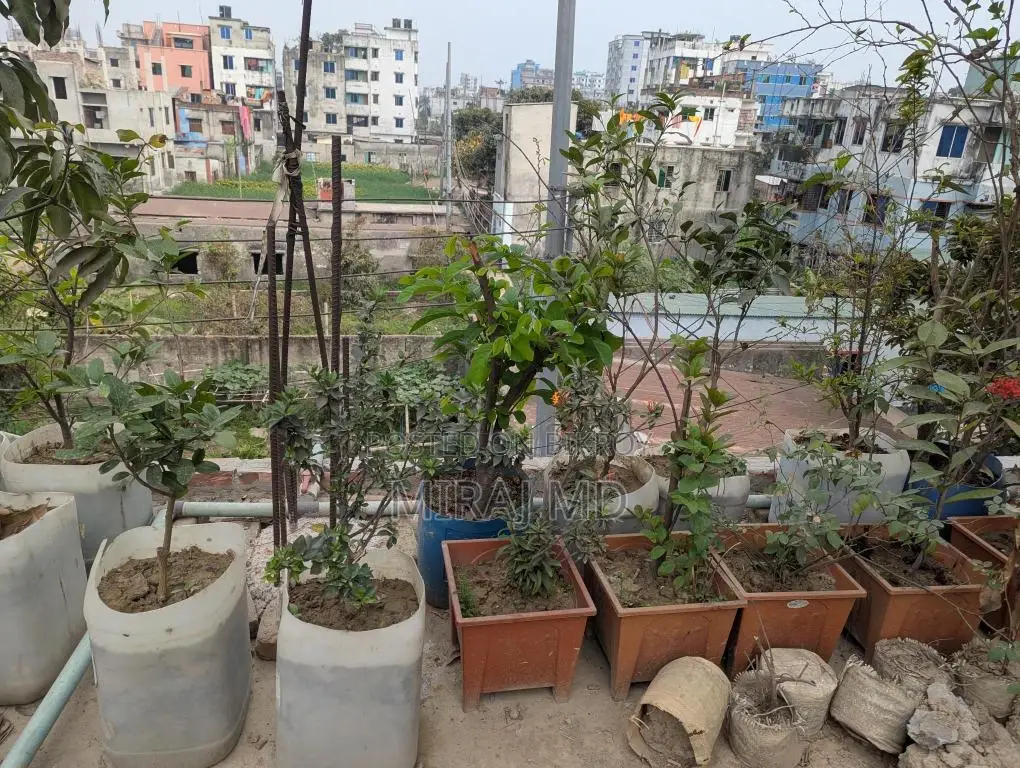 Complete "Ready-to-Use Rooftop Garden" filled with flowering and fruit-bearing trees for sale.