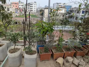 Complete "Ready-to-Use Rooftop Garden" filled with flowering and fruit-bearing trees for sale.