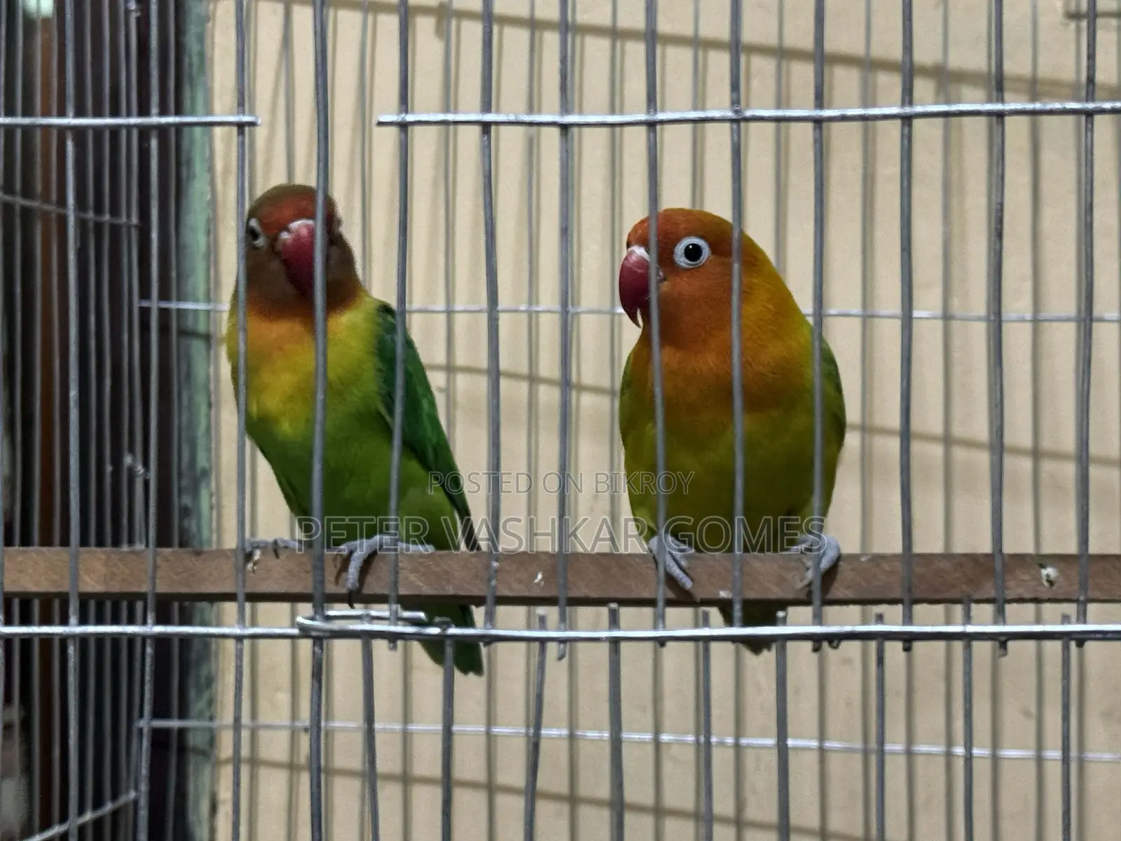 Love birds