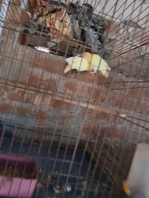 লাভ বার্ড হোম ব্রিড