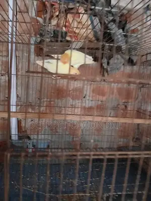 লাভ বার্ড হোম ব্রিড