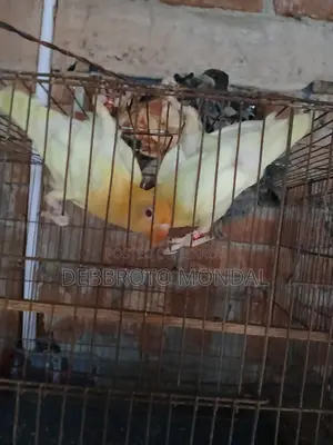 লাভ বার্ড হোম ব্রিড
