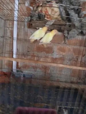 লাভ বার্ড হোম ব্রিড