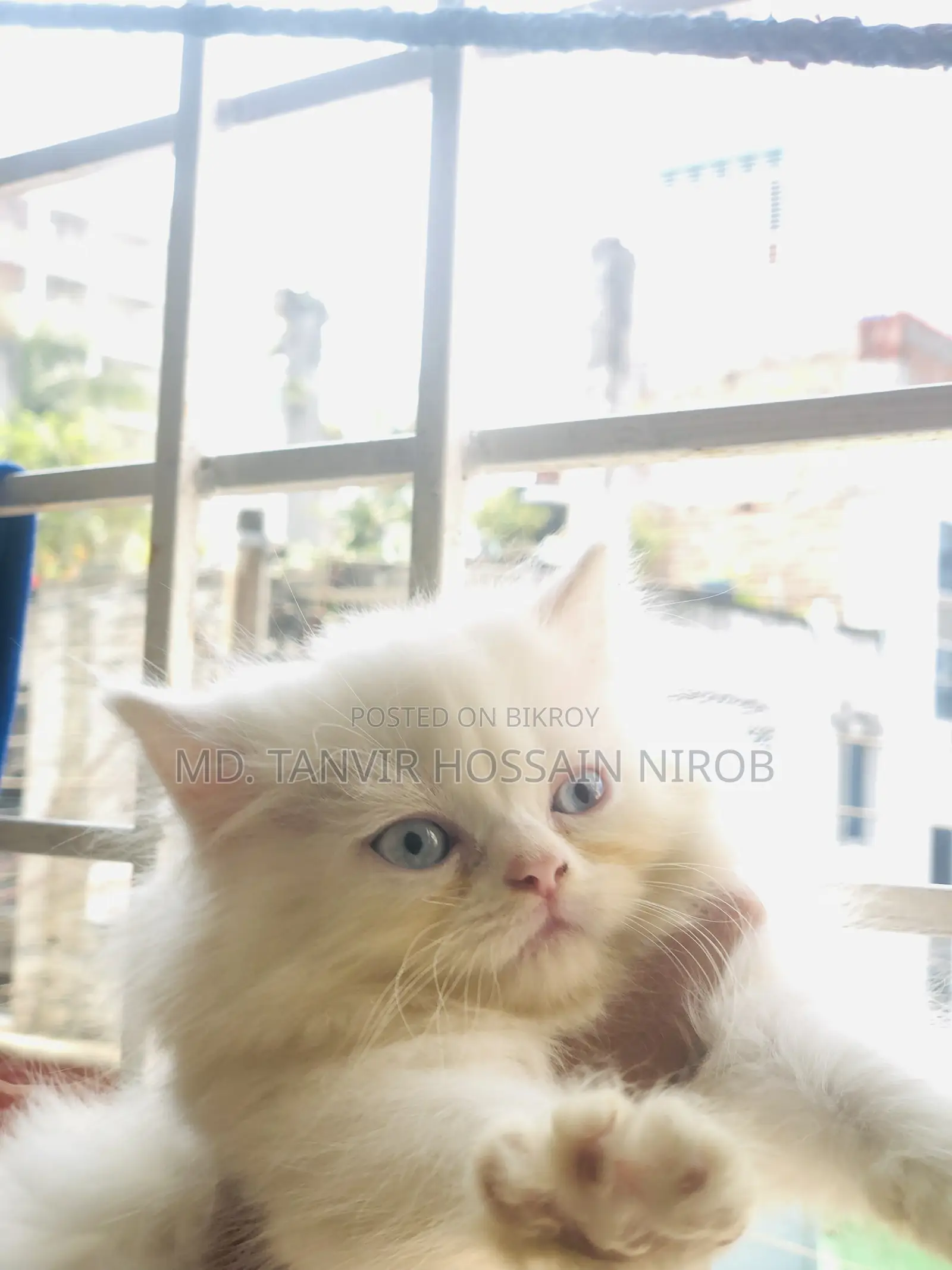 Persian Cat