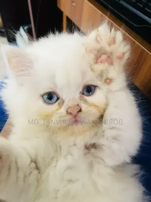 Persian Cat