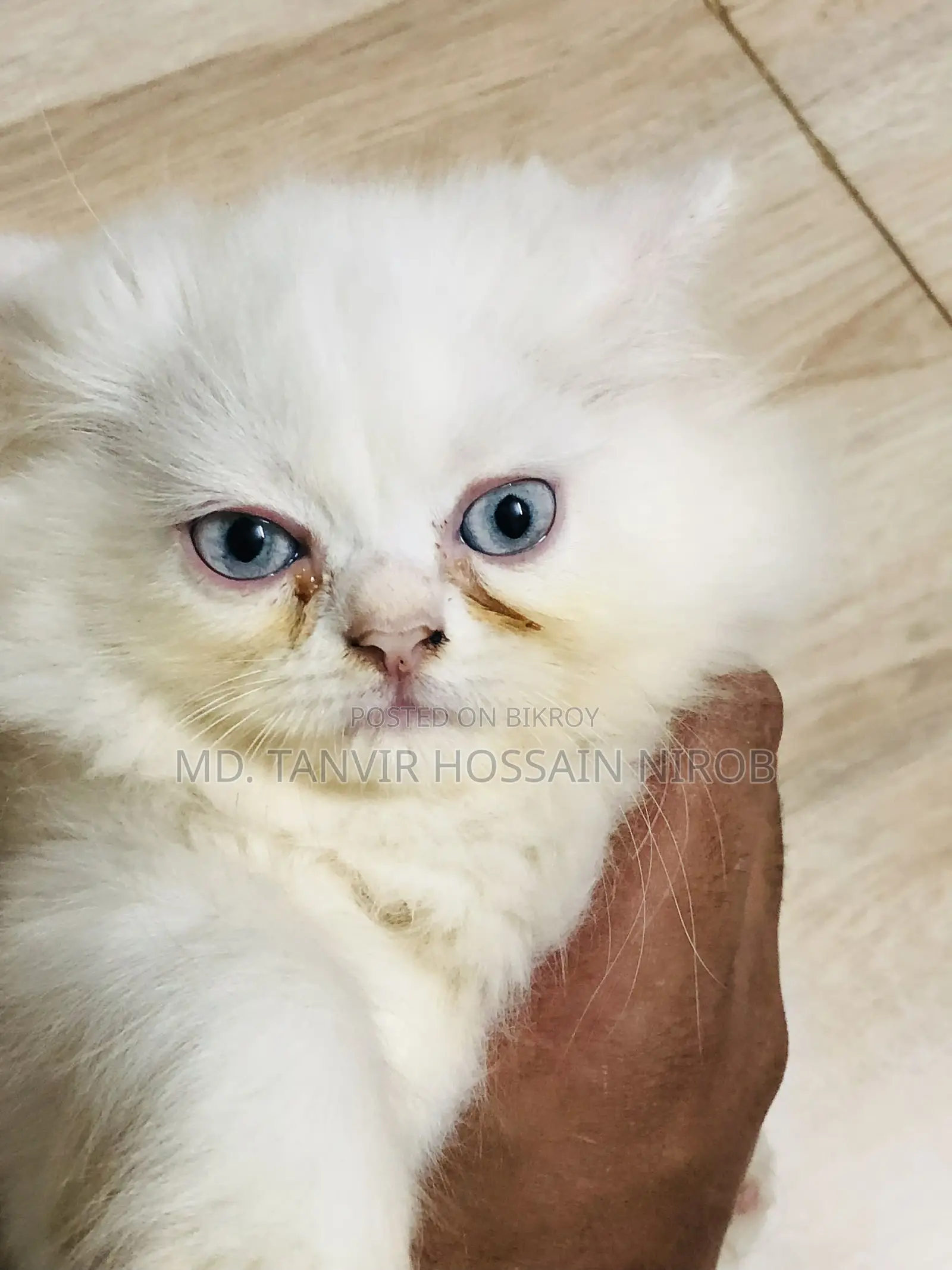 Persian Cat