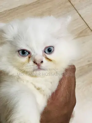 Persian Cat