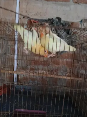 লাভ বার্ড হোম ব্রিড