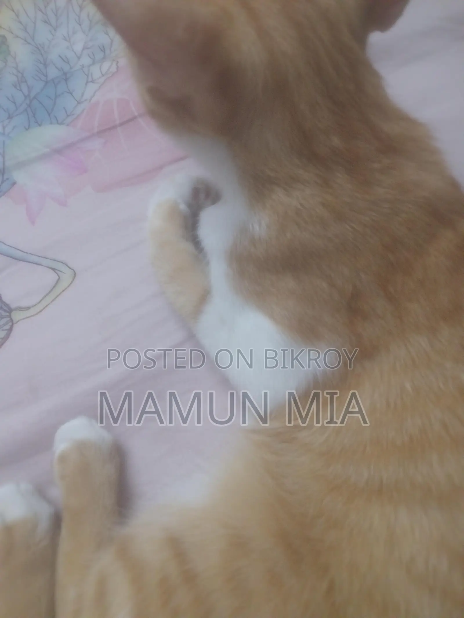 Persian Cat Mixed Golden Colour