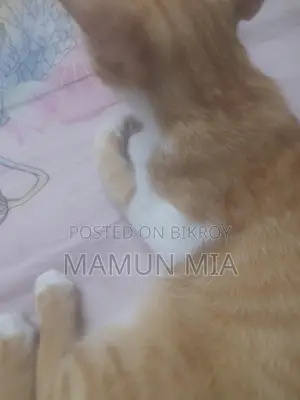 Persian Cat Mixed Golden Colour
