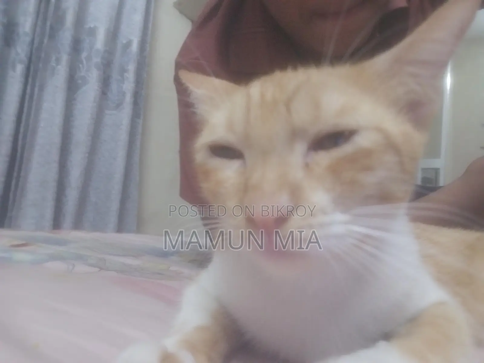 Persian Cat Mixed Golden Colour